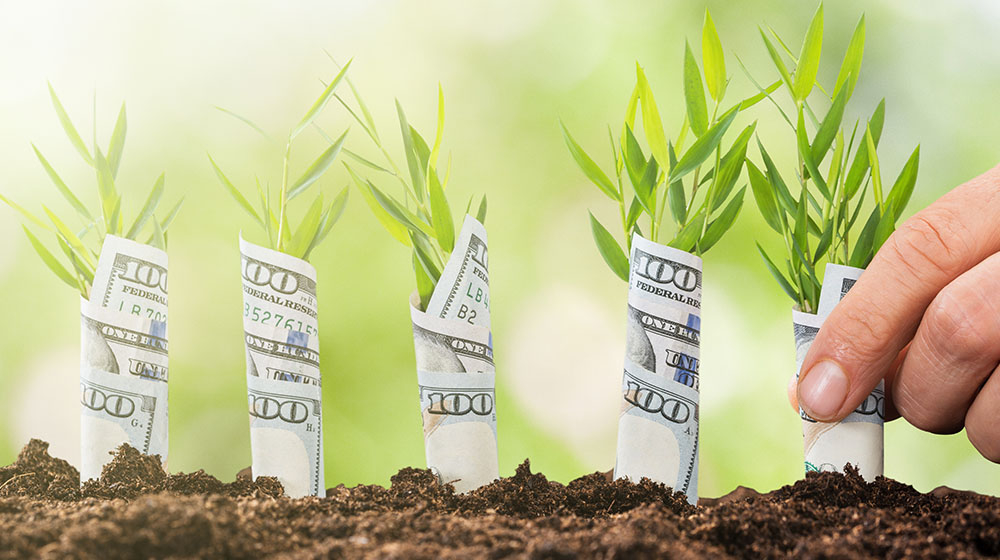 $100 bills wrapped around plants growing in a garden