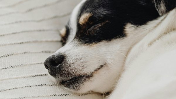 Black and white short-hair dog sleeping on a dog bed