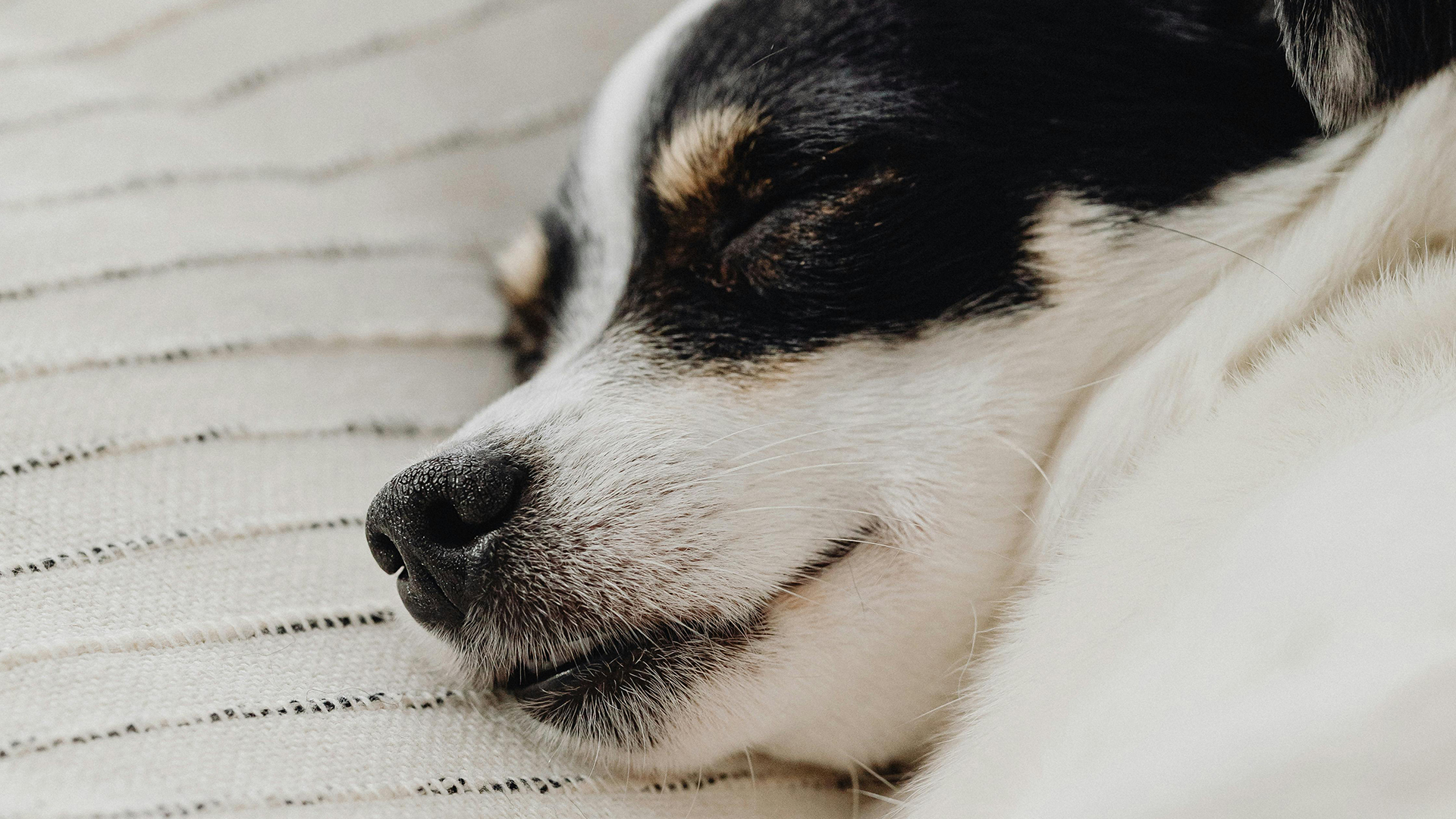 Black and white short-hair dog sleeping on a dog bed