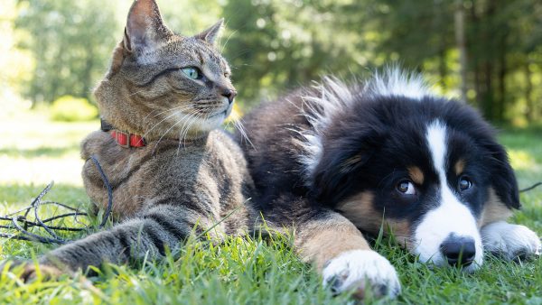 cat and Australian Shepard