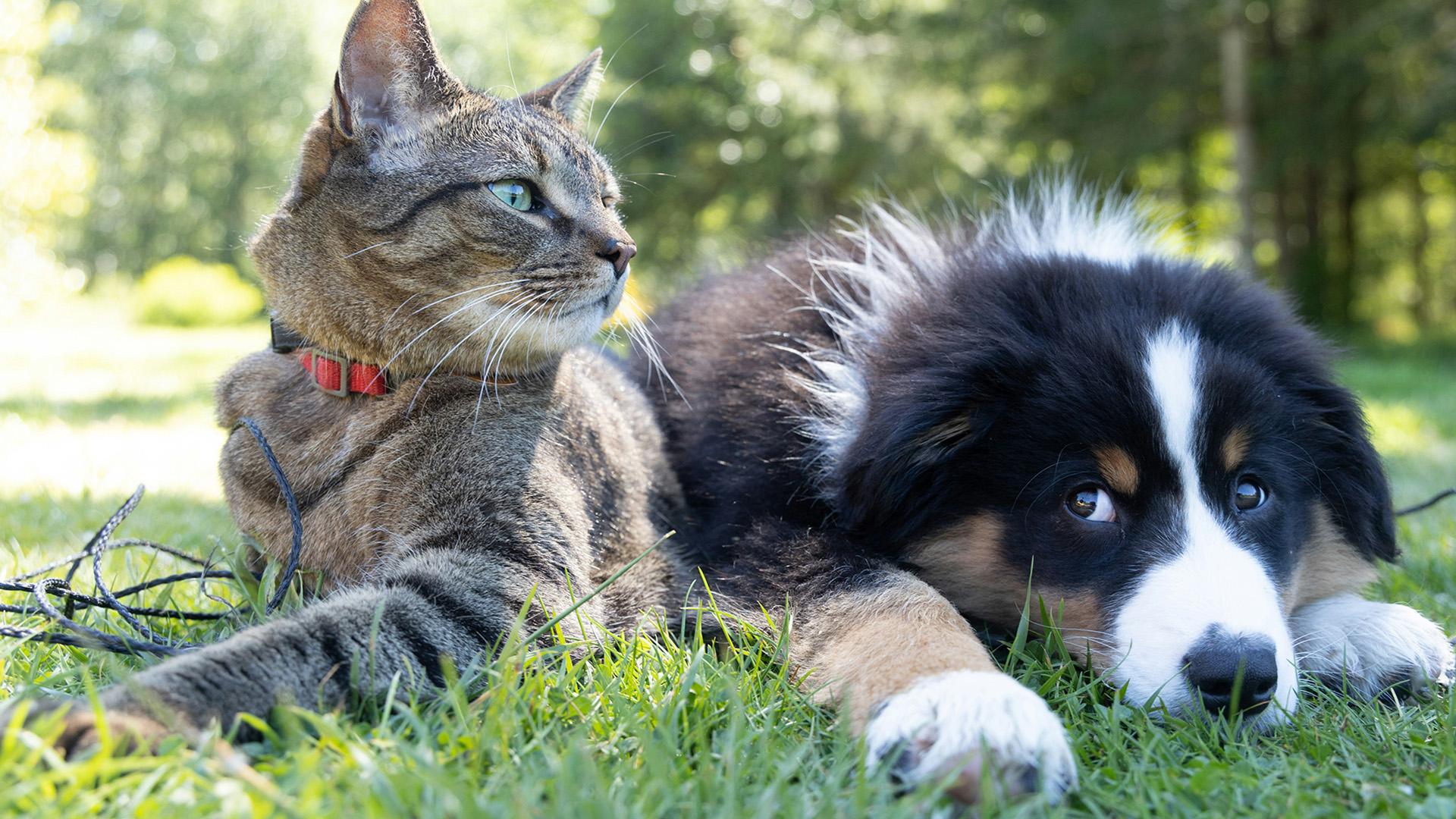 cat and Australian Shepard