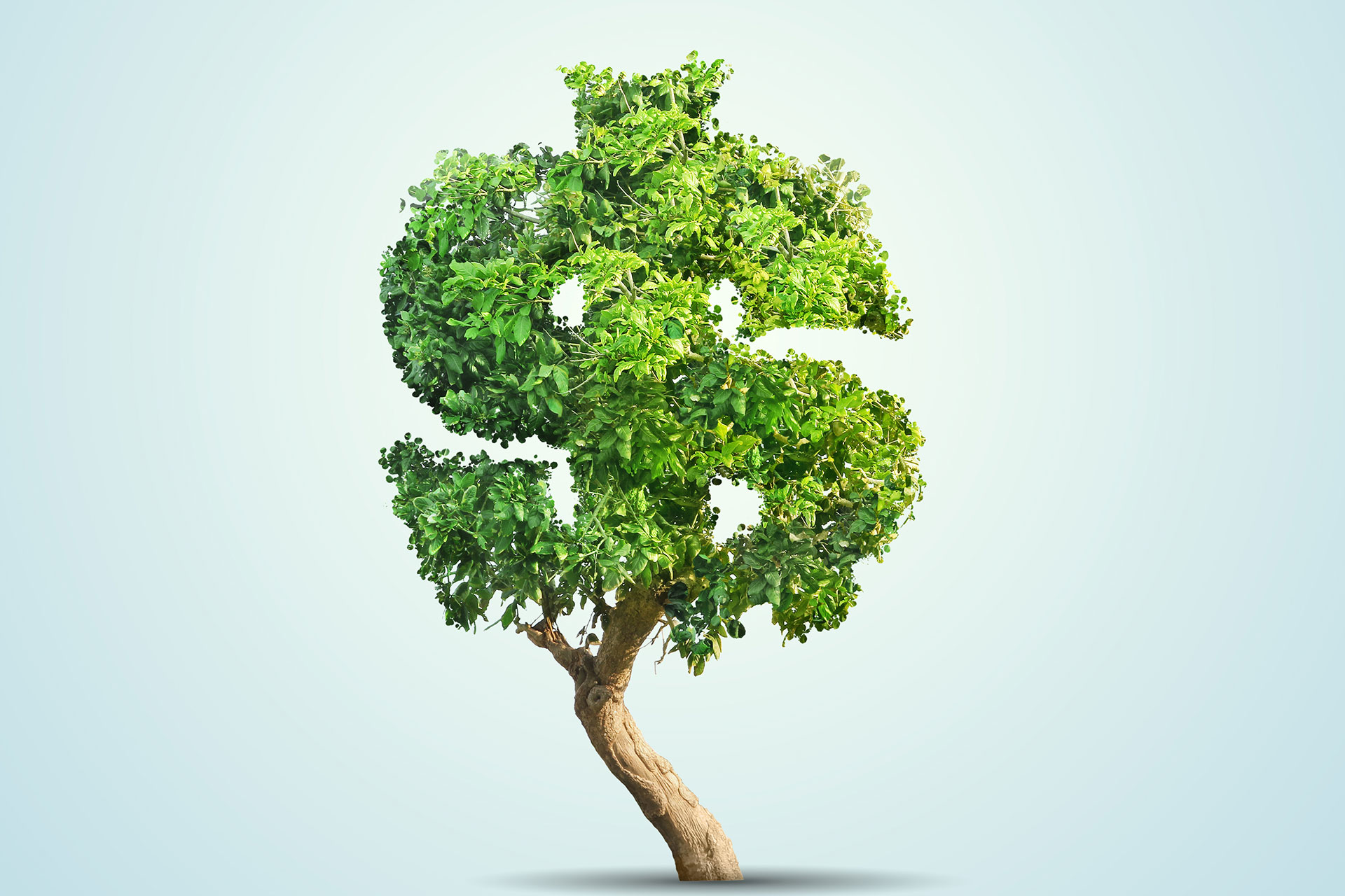money tree from savings account