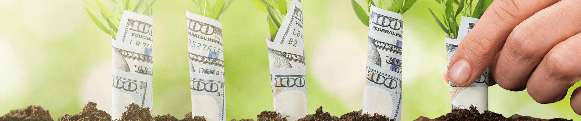 money growing from ground